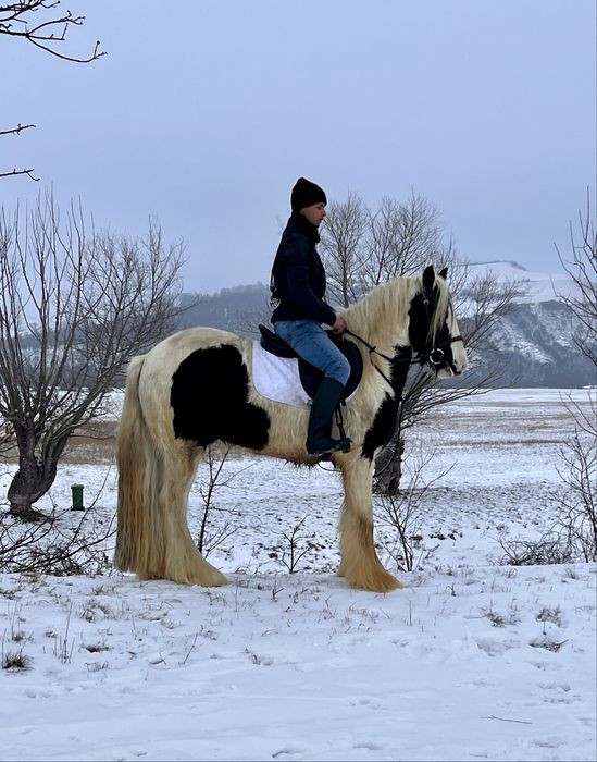 Cal Gipsy Vanner echitatie calarie