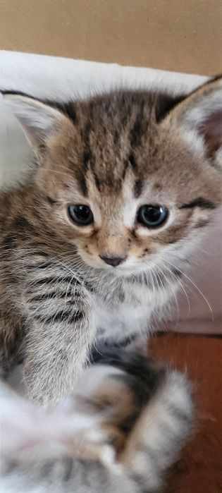 Котята 2000тг 1 5 месяца