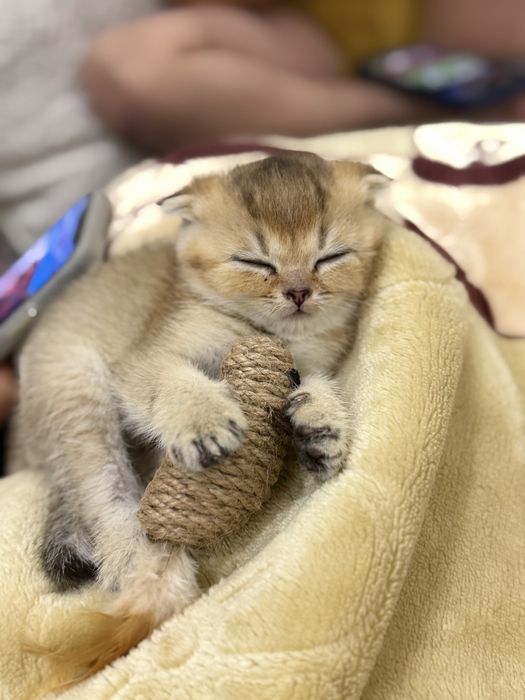 Золотая шиншилла