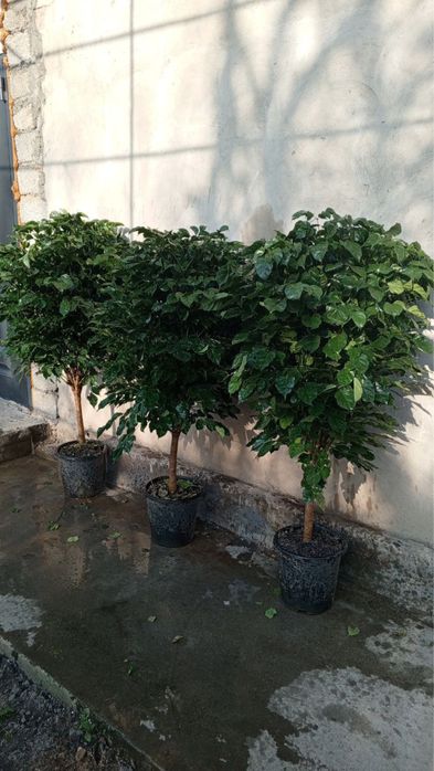 Цветы ОПТОМ! Первые руки! Цветы офисные!!!