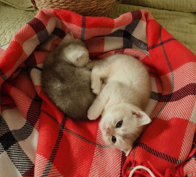 Шотландские котят