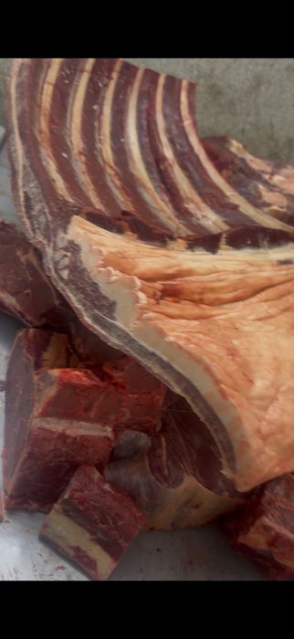 Согым байтал 1 аяк