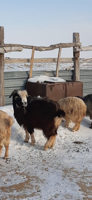 Семіз серке, ешкілер