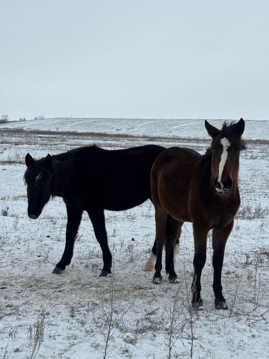 Таи , Баиталдар сатылады