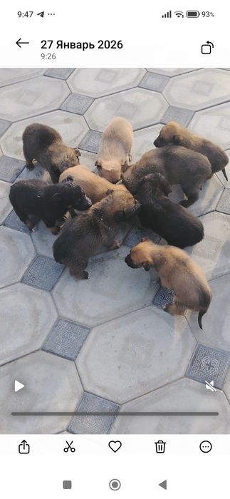 Отдаем даром в хорошие руки