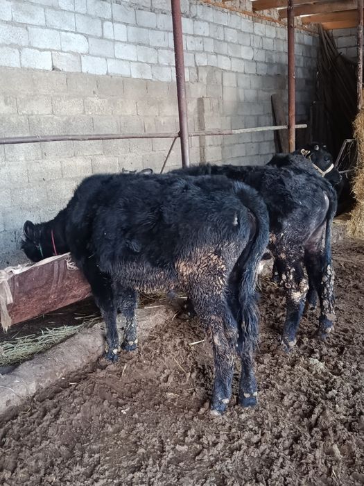 Буқалар сатылады