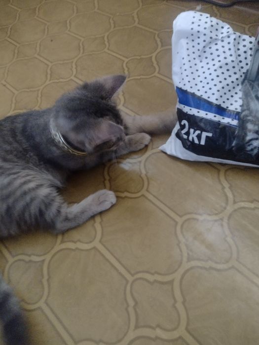 Умный котик , в добрую любящую семью