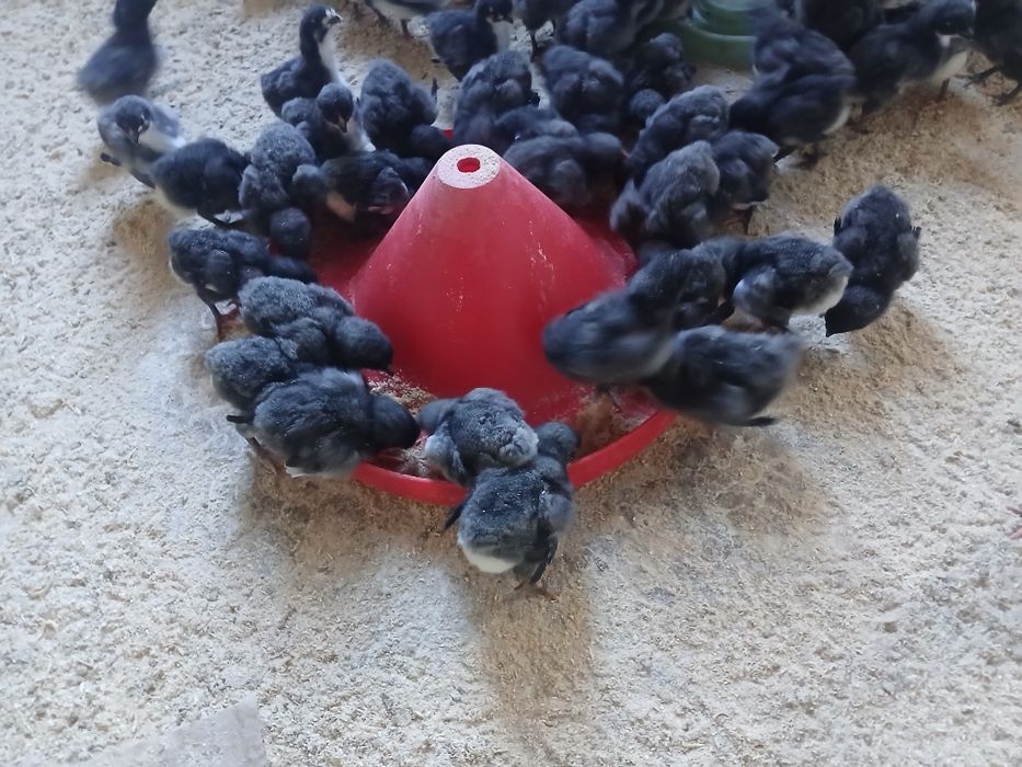 жерси жужалари сотилади