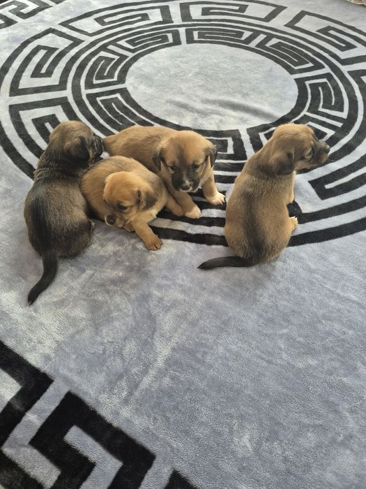 Donez căței de talie mica.