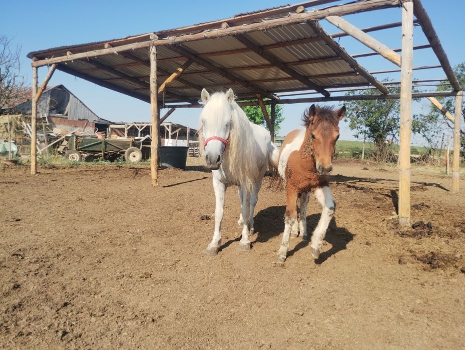 Vând iapa ponei cu mânz