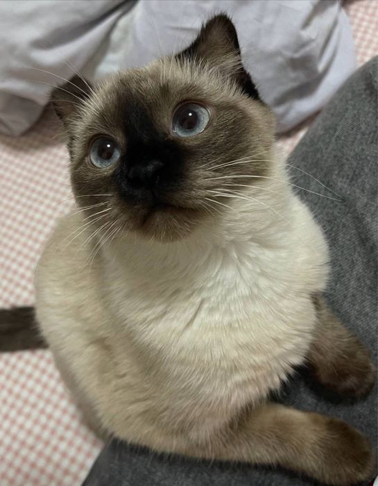 Котята скоттиш фолд