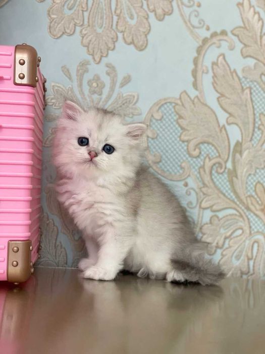 Toza zotli mushuklar sotiladi. Продаются чистокровные котята