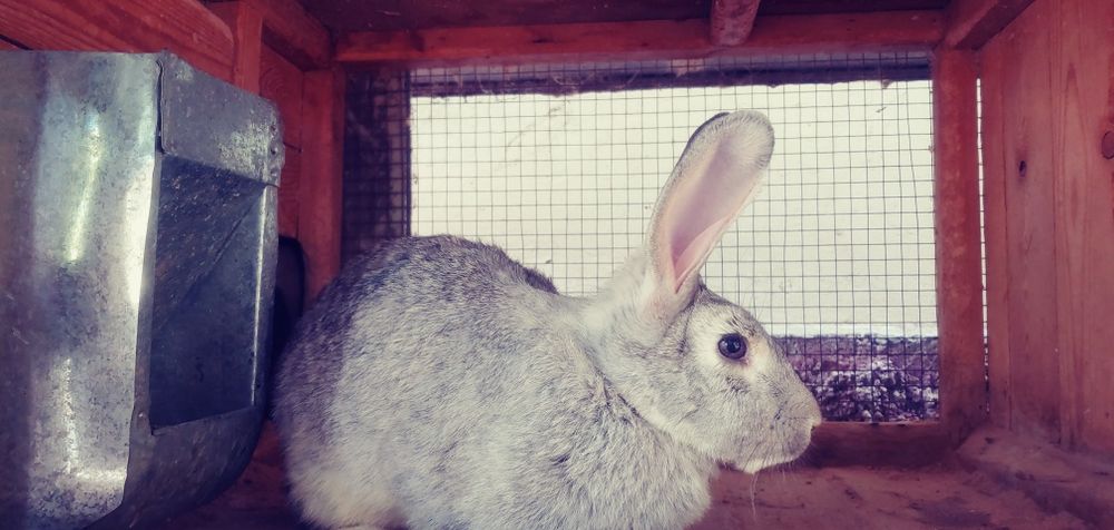 Белый великан кролики