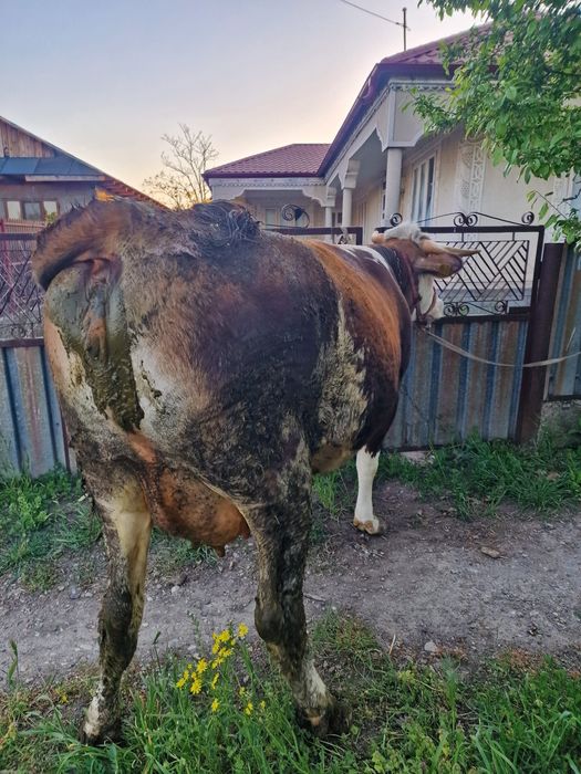 Vând juncă la prima fătare!
