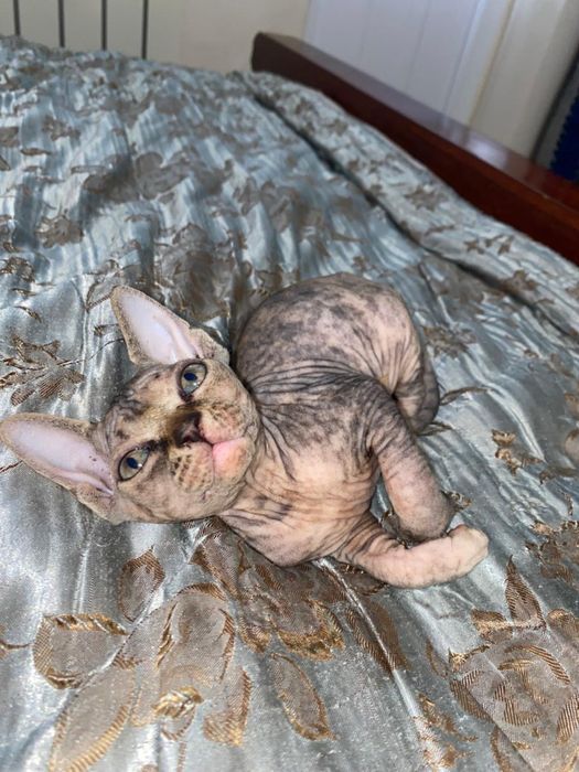 Котята свинкс  50000тг