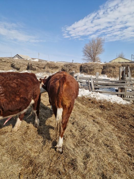 Продам быков с откорма.