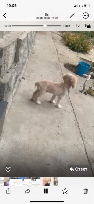 Английский кокер спанель