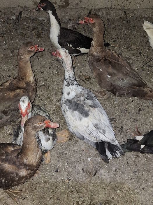 Ratoii lesesti tineri