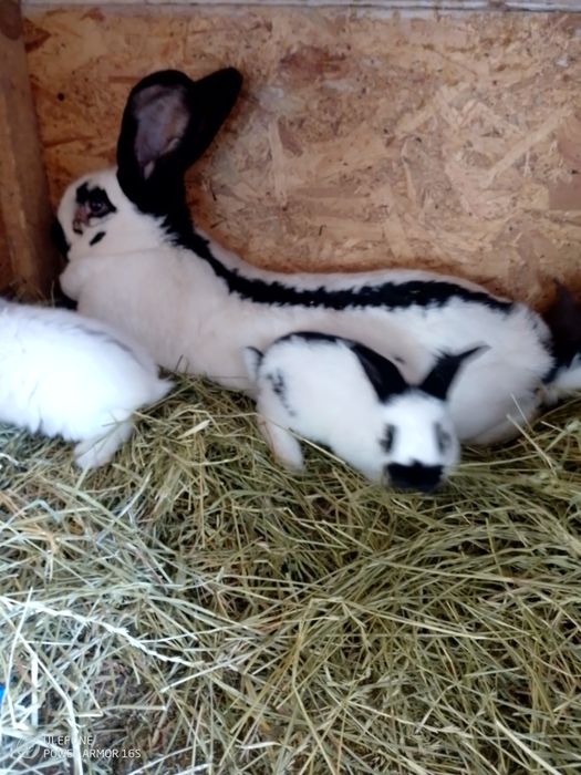 Se vinde tot efectivul