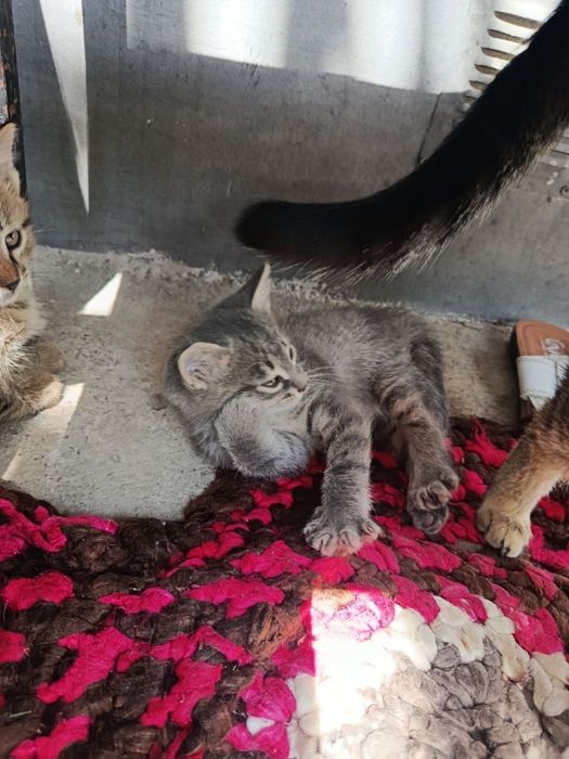 Отдам даром Котят и маму