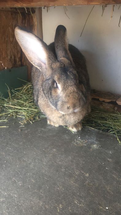 Кралихи великаны прадам