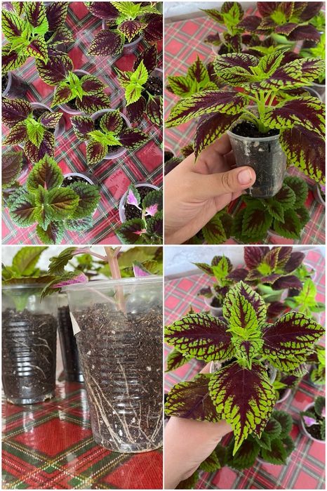 Продам Колеус необычный цветок