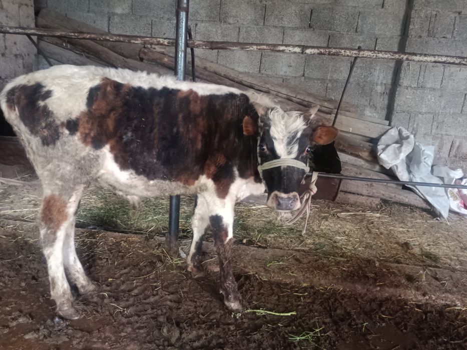 Буқалар сатылады