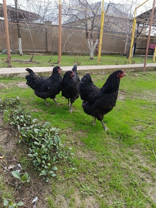 Продам куры Джерси гигант