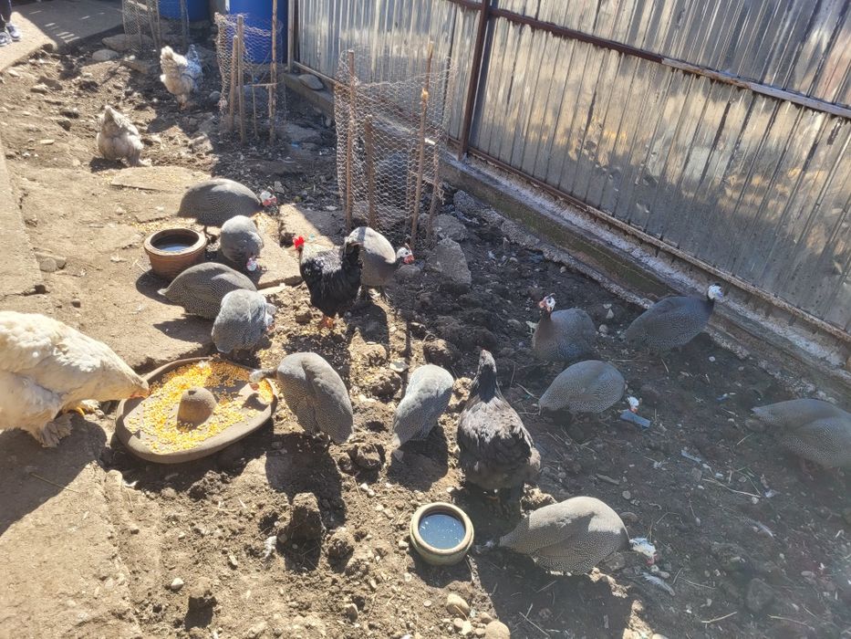 Vând bibilici frumoase