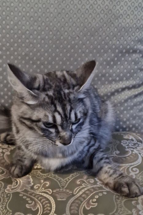 Саванна ф6 подростки