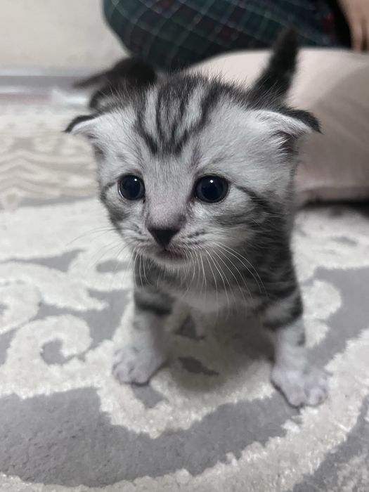 мысыктар / котята