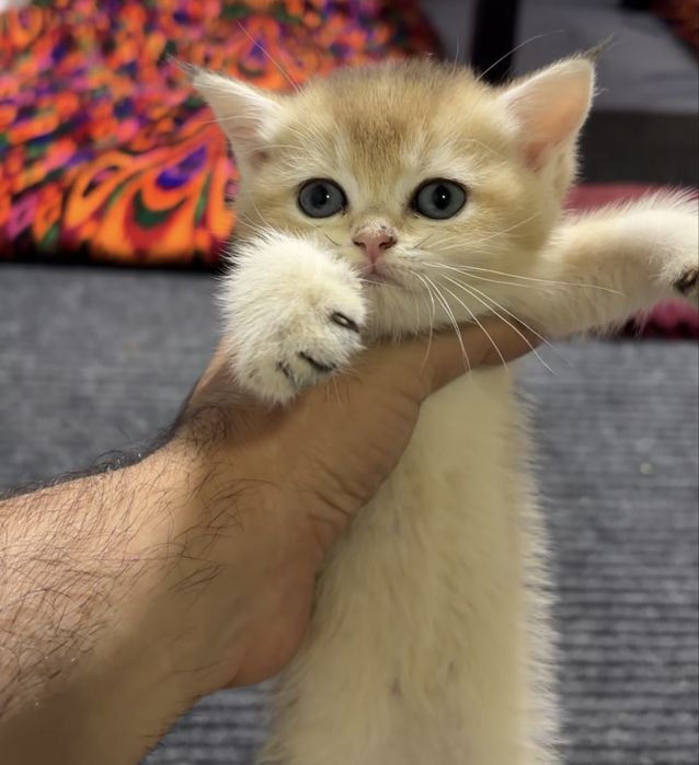 Британские котята