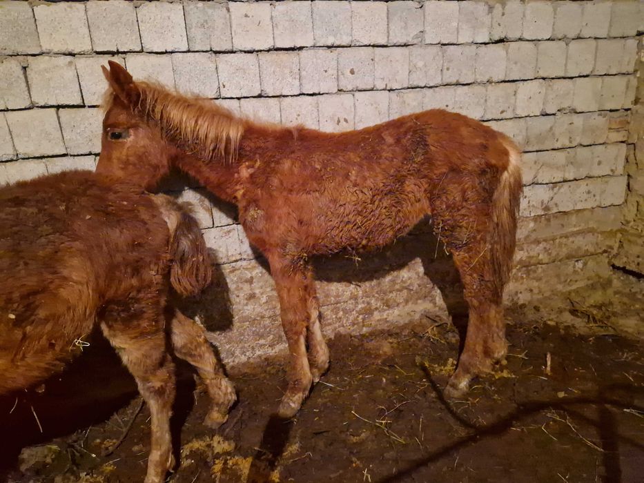 Ұрғашы тай шығар сатылады