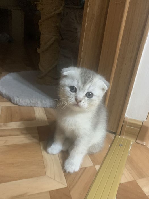 Котята шотландцы.