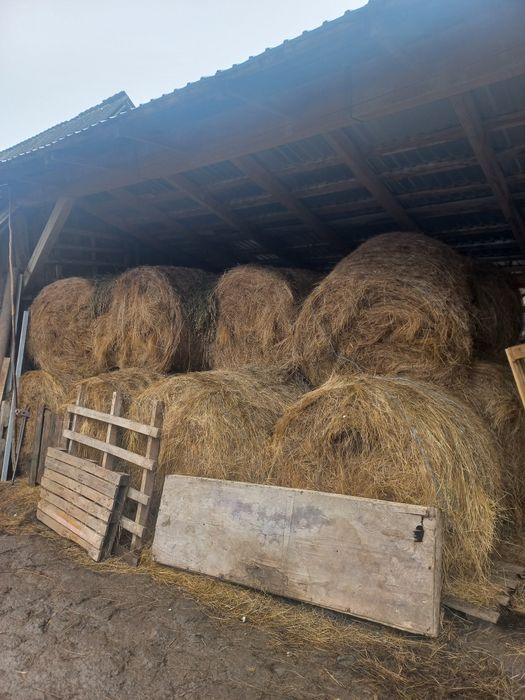 Vând baloti de fân