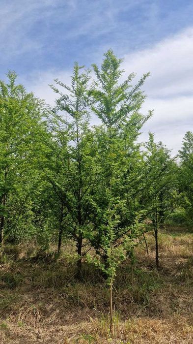 Метасекво́йя — редкое и уникальное дерево.
