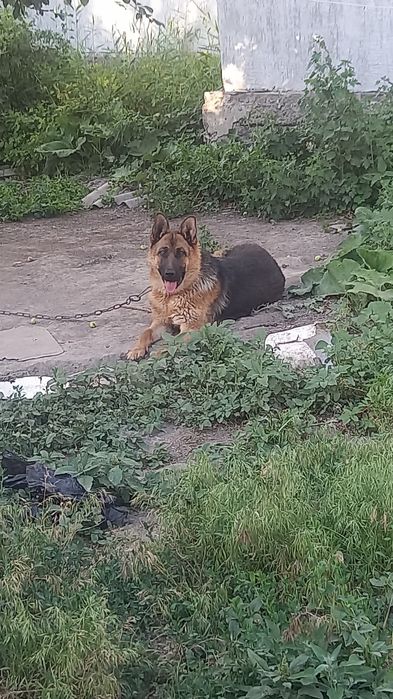 Немецкий овчарка