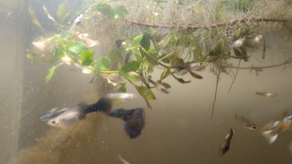 Аквариумные рыбки