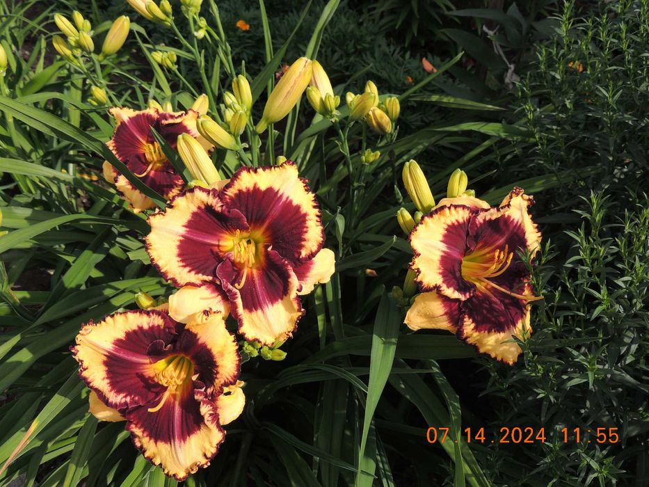 Лилейники сортовые