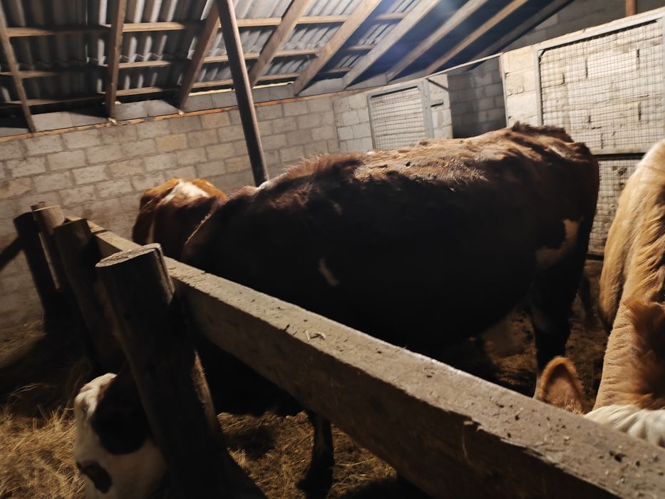 Продам коров сементалы