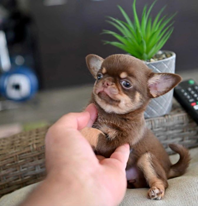 Женско мини чихуахуа шоколадов тен
