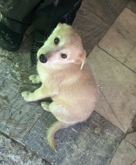 Девочка щеночек ждет хозяина