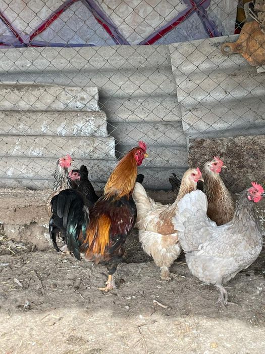 Мықты құраздар осы фото екеуі сатылады