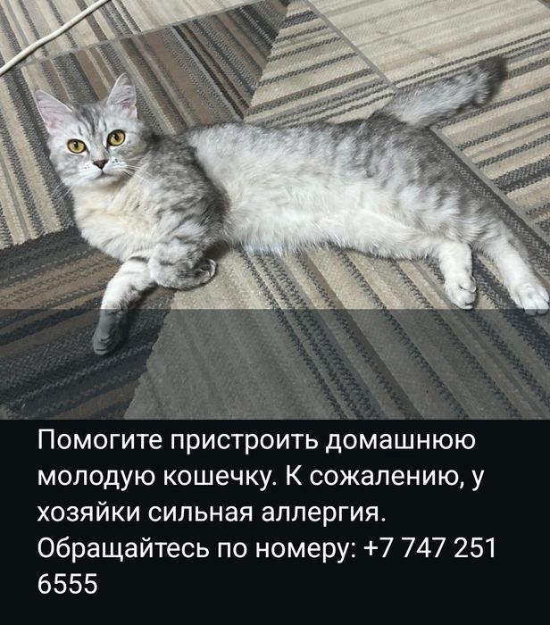 Кошка скоттиш страйт молодая
