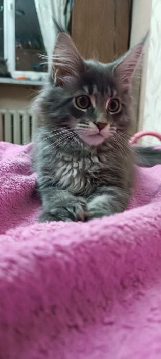 Продаются котята породы Мейн-кун