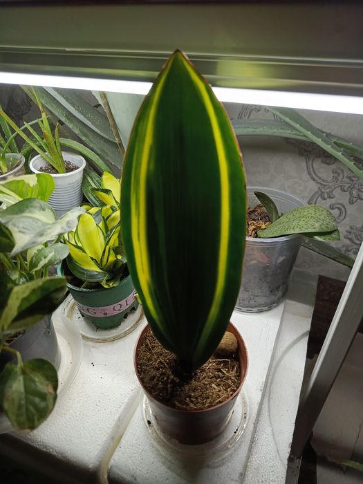 Продам сансевиерии.