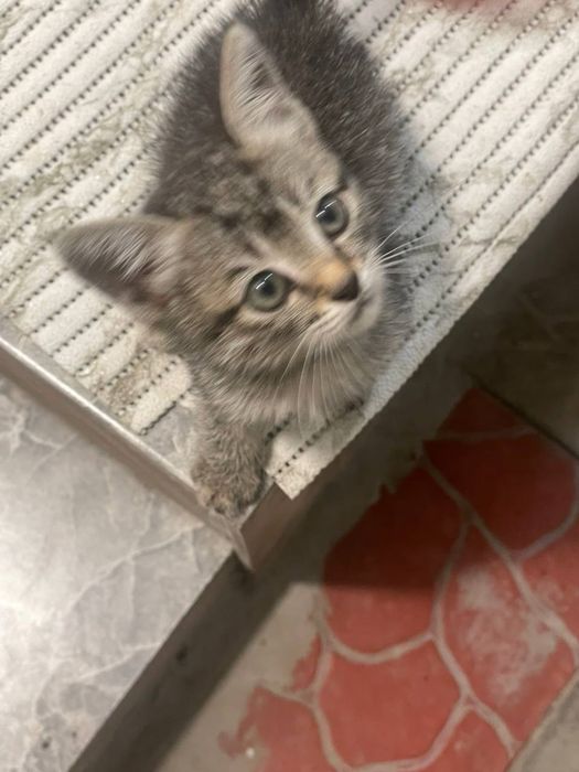 Котёночек в добрые руки! Девочка