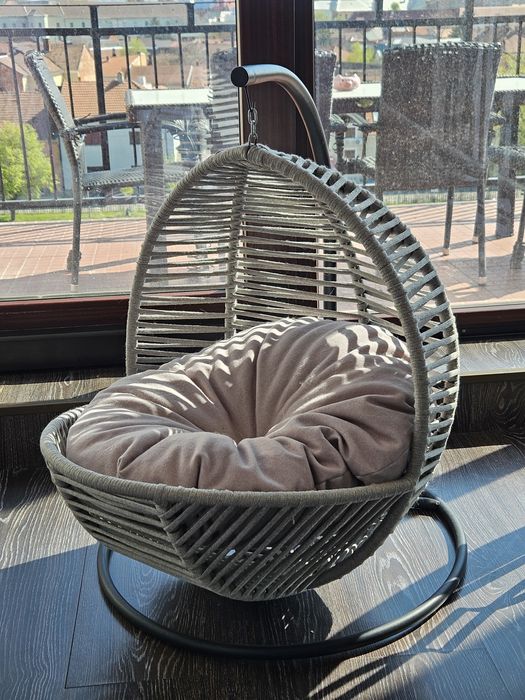 Motan Exotic shorthair