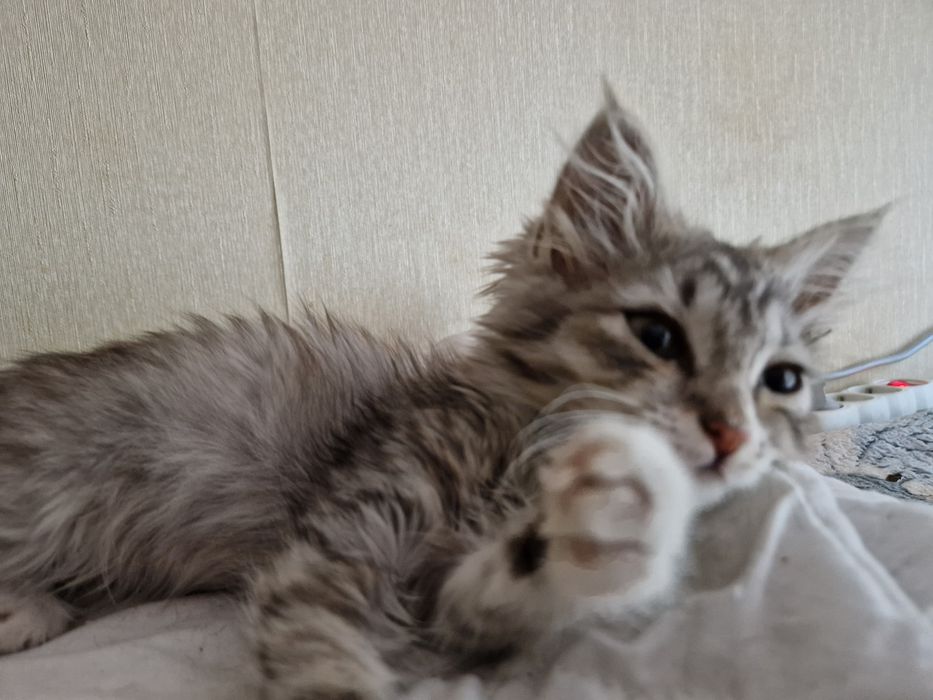 Котенок девочка в добрые руки