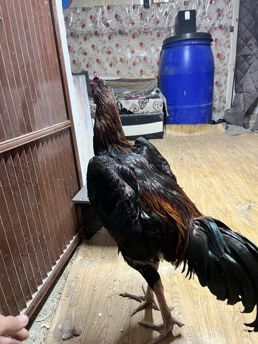 Чолпан микс попугай